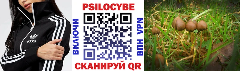 Галлюциногенные грибы MAGIC MUSHROOMS купить наркотик Жиздра